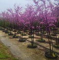 Set of 4 Eastern Redbud Trees Bare Root Cercis Canadensis 6-12 Inches Small Garden Planting