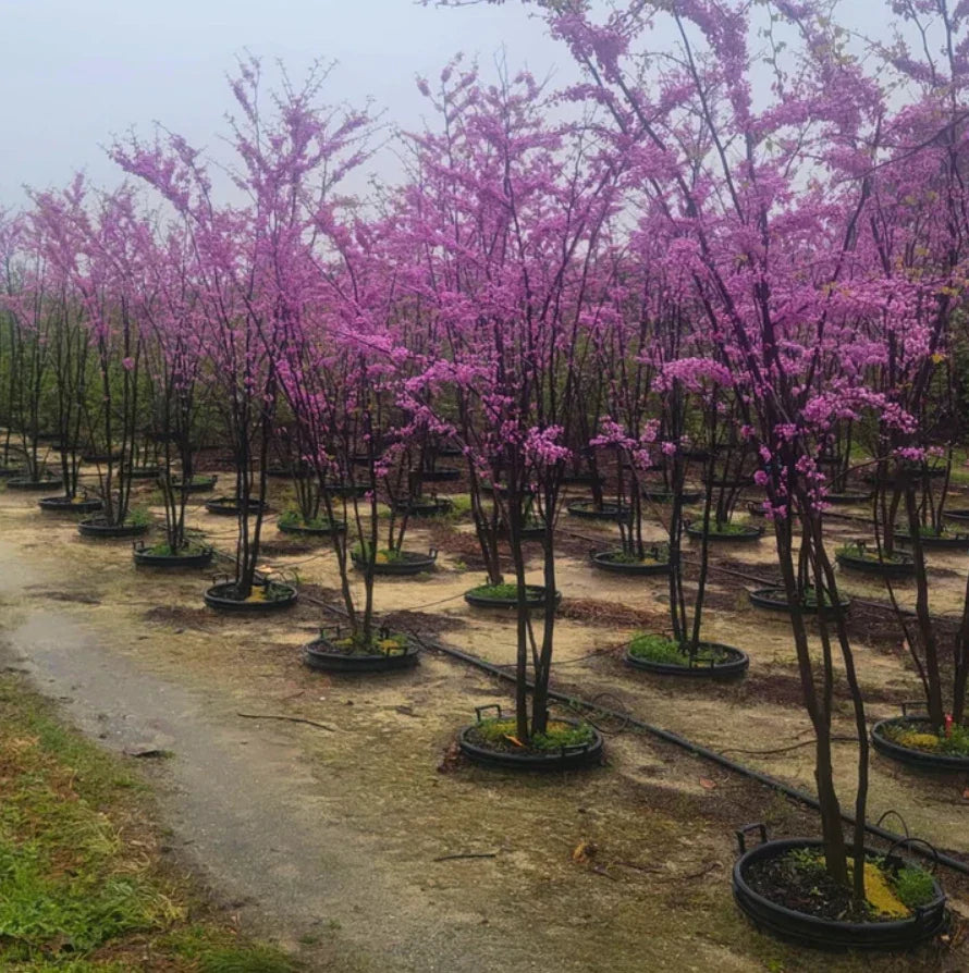 Set of 4 Eastern Redbud Trees Bare Root Cercis Canadensis 6-12 Inches Small Garden Planting