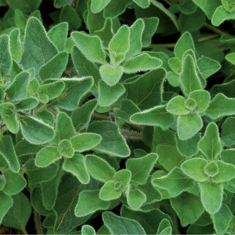 Greek Oregano Herb Seeds 500 Count - Origanum vulgare subsp. hirtum for Planting, Italian Spice, Aromatic, Compact Growth