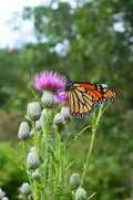 Swamp Thistle Seeds - 100 Pack - Native Cirsium muticum for Wetland Gardens and Pollinator Attracting