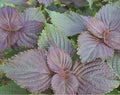 Perilla frutescens Shiso Plant Starter - Live Bare Roots for Culinary and Garden Use, Perennial Veggie