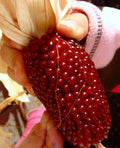 Organic Heirloom Strawberry Ruby Corn Seeds – Rare Zea mays Everta Popcorn, Sweet, Vibrant Red Kernels, Non-GMO, Full Sun, Pack of 120+