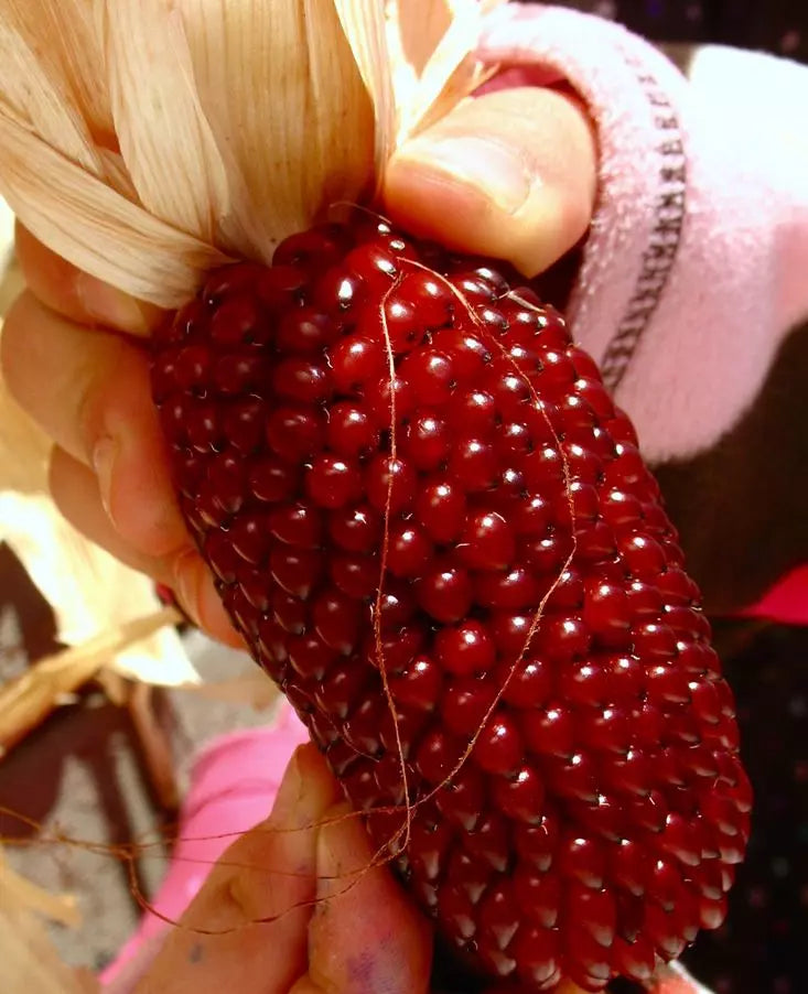 Organic Heirloom Strawberry Ruby Corn Seeds – Rare Zea mays Everta Popcorn, Sweet, Vibrant Red Kernels, Non-GMO, Full Sun, Pack of 120+