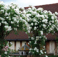 Climbing White Rose Seeds - Perennial Flower Bush - Rosa 'Climbing White' - White Blooms - Garden Trellis & Fence Plant