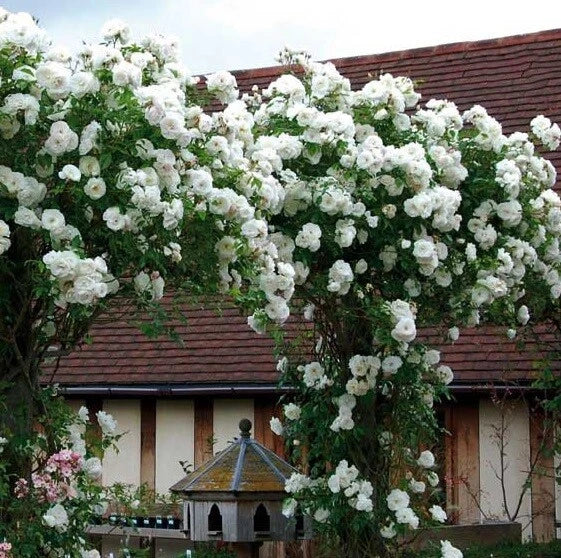Climbing White Rose Seeds - Perennial Flower Bush - Rosa 'Climbing White' - White Blooms - Garden Trellis & Fence Plant