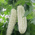 15pcs White Pearl Bitter Gourd Seeds - Heirloom Momordica charantia Balsam Pear Melon Variety for Home Garden