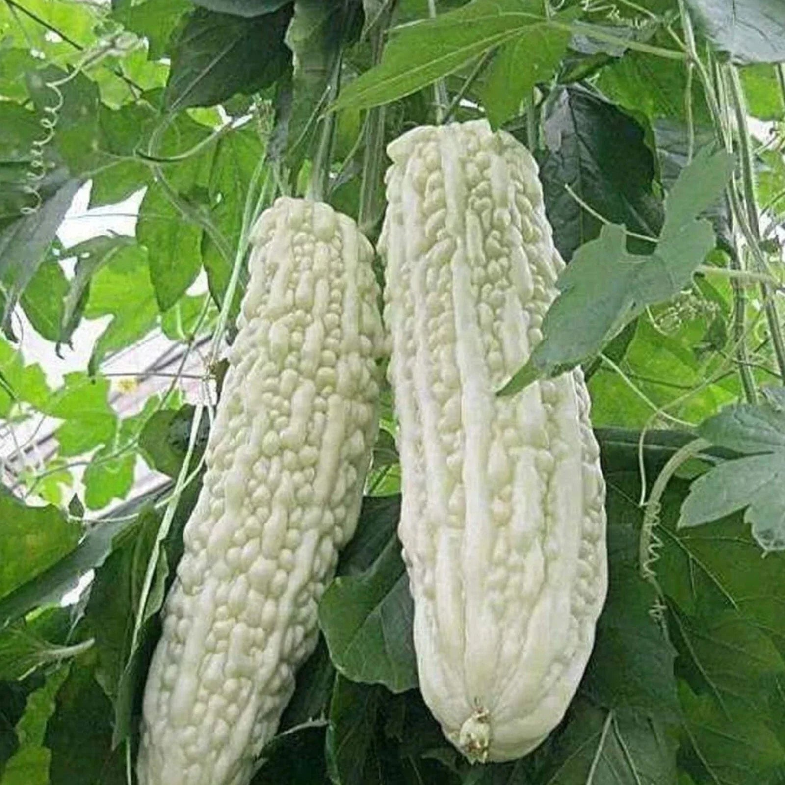15pcs White Pearl Bitter Gourd Seeds - Heirloom Momordica charantia Balsam Pear Melon Variety for Home Garden