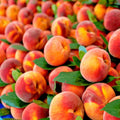 Dwarf Peach Tree Seeds Loring Prunus persica for Small Gardens, Container Growing, Hardy Fruit Plant