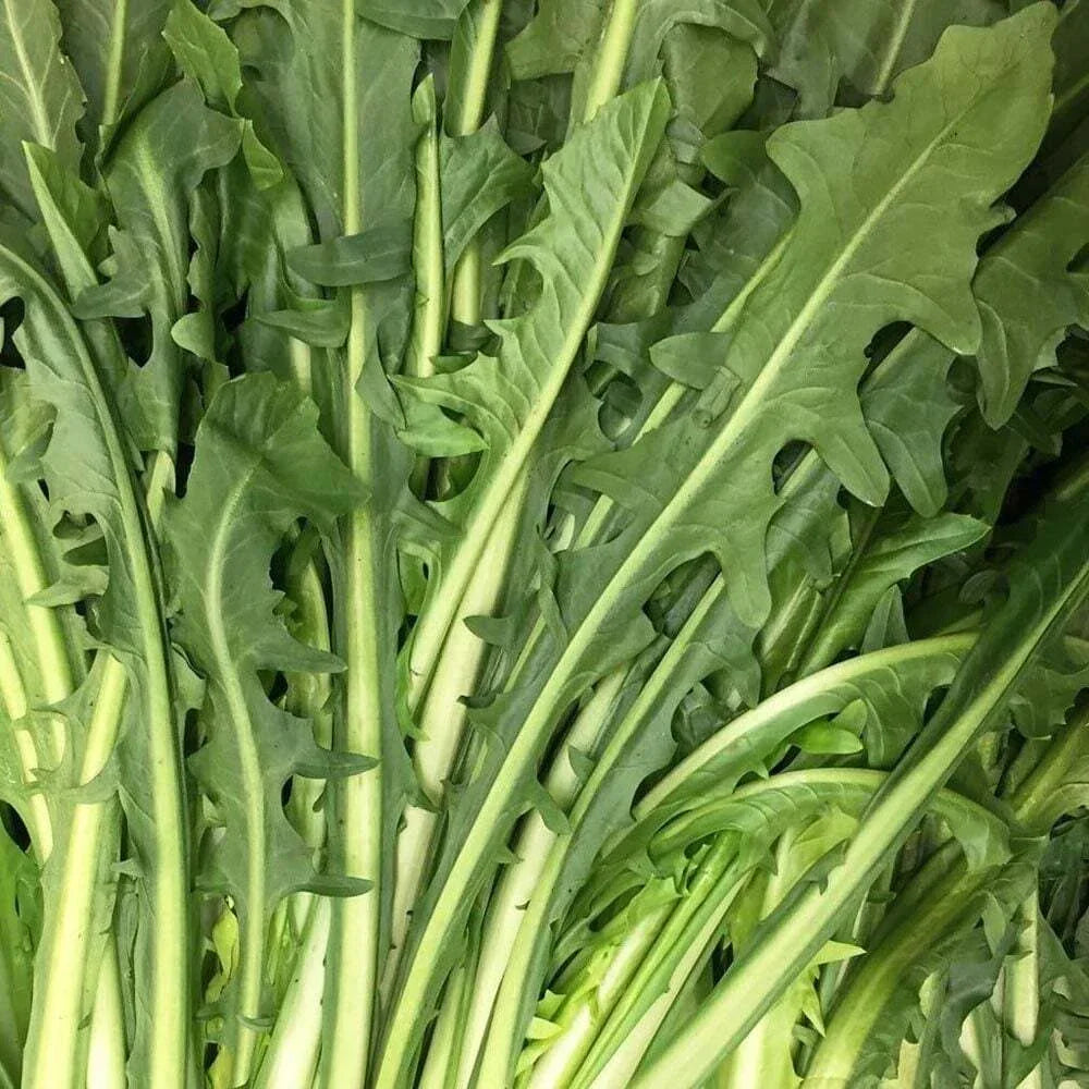 Catalogna Emerald Endive Seeds - Non-GMO Vegetable Seeds Pack - Cichorium endivia for Home Garden & Urban Farming