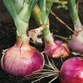 Red Burgundy Onion Seeds - Non-GMO Short Day Variety for 2025 Planting - Allium cepa Bulb Seeds