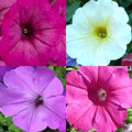 Petunia Seeds - Hummingbird Mix - Non-GMO Flower Seeds for Butterflies & Hummingbirds - 200+ Seeds for Container Gardening