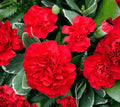 Carnation Seeds - 200 Non-GMO ETINCELLANT RED Fragrant Pollinator-Friendly Cut Flowers - Dianthus caryophyllus