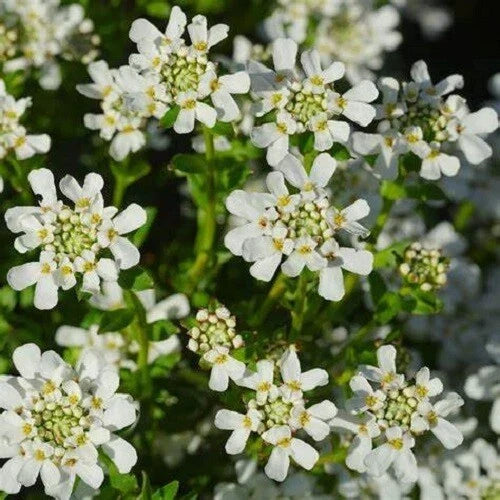 Candytuft Seeds - Tall Mix, Pink Lavender White Flowers, Iberis umbellata, Perennial Garden Flower, Drought-Tolerant, Easy to Grow