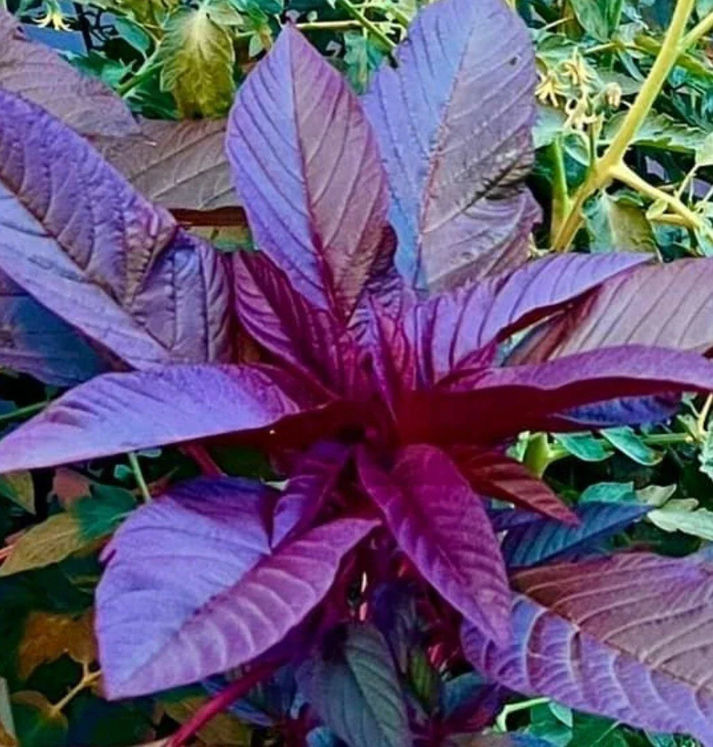 Garnet Amaranth Microgreens Seeds – 500+ Non-GMO Vegetable Garden Seeds for Vibrant Edible Greens, Amaranthus tricolor