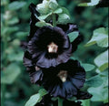 Black Hollyhock Flower Seeds - 25+ Seeds for Planting - Alcea rosea - Perennial Tall Spike Blooms - Buy 2 Get 1 Free