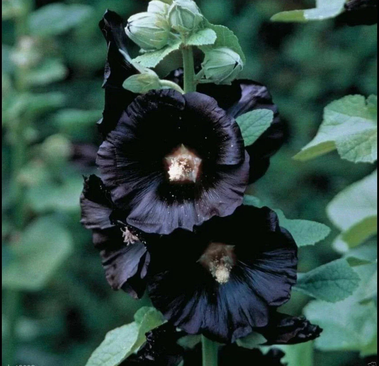 Black Hollyhock Flower Seeds - 25+ Seeds for Planting - Alcea rosea - Perennial Tall Spike Blooms - Buy 2 Get 1 Free
