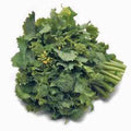 Broccoli Raab Seeds - Heirloom Brassica rapa, 25+ Seeds for Culinary Gardens, Easy to Grow, Nutritious Greens, Rapini Seeds