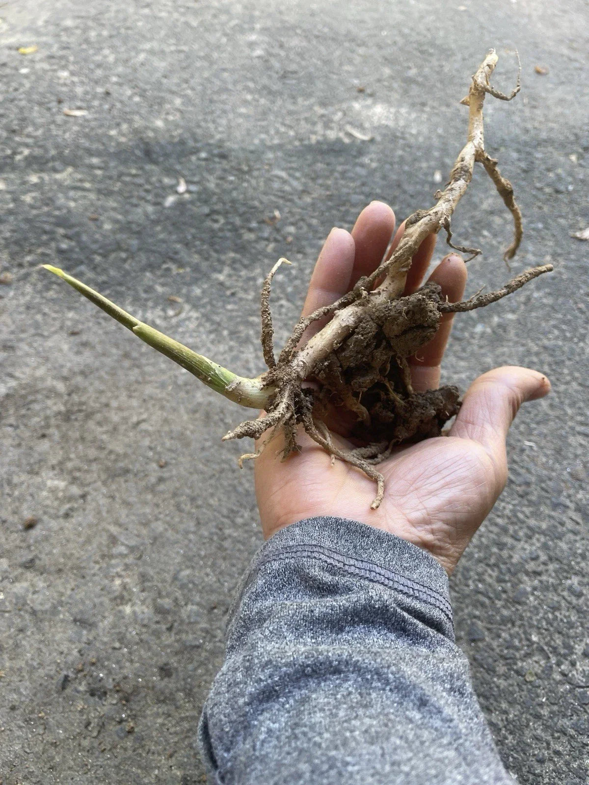 Japanese Myoga Ginger Plant with Roots – Zingiber mioga – Culinary Herb & Ornamental Perennial