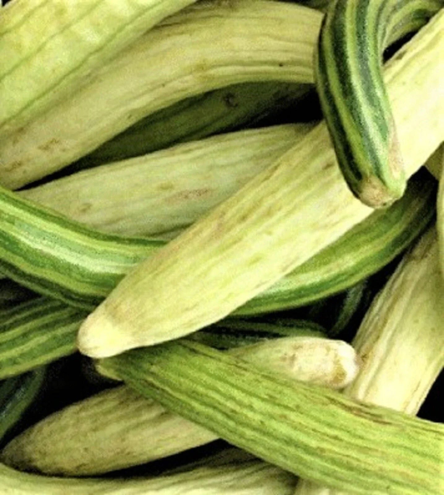 Non-GMO Armenian Cucumber Seeds – Heirloom Cucumis melo var. flexuosus for Home Garden, 40 Seeds