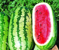 Jubilee Watermelon Seeds – Organic Citrullus lanatus for Home Garden, Juicy & Sweet Fruit, Pack of 20 Seeds