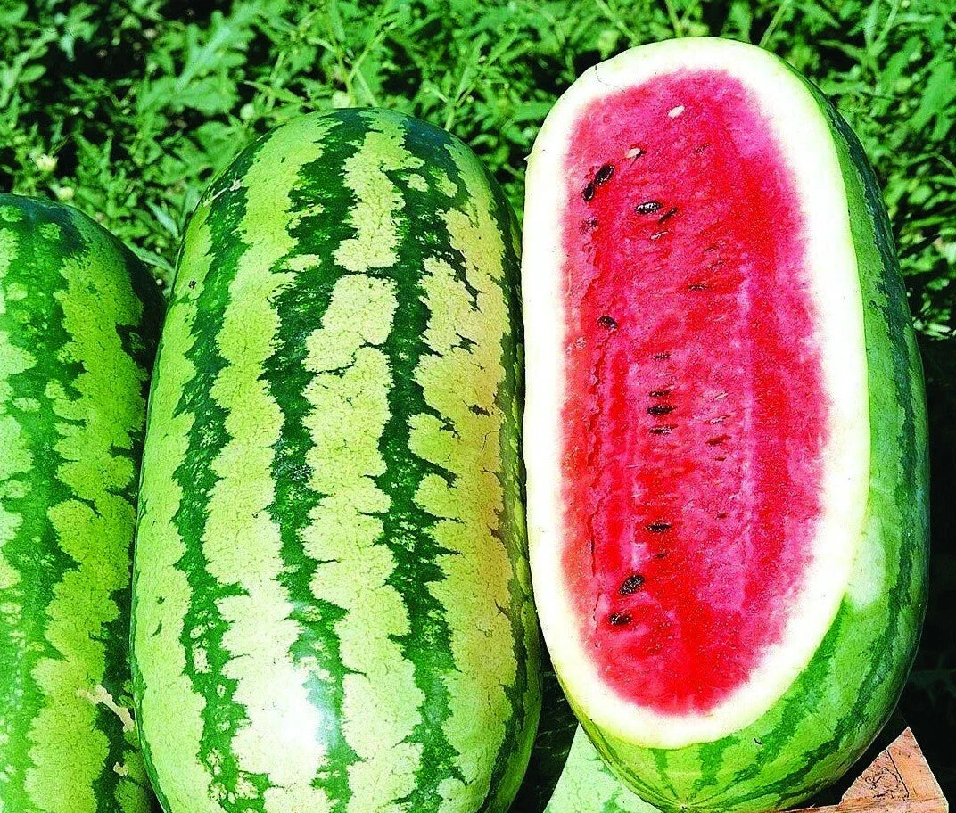 Jubilee Watermelon Seeds – Organic Citrullus lanatus for Home Garden, Juicy & Sweet Fruit, Pack of 20 Seeds