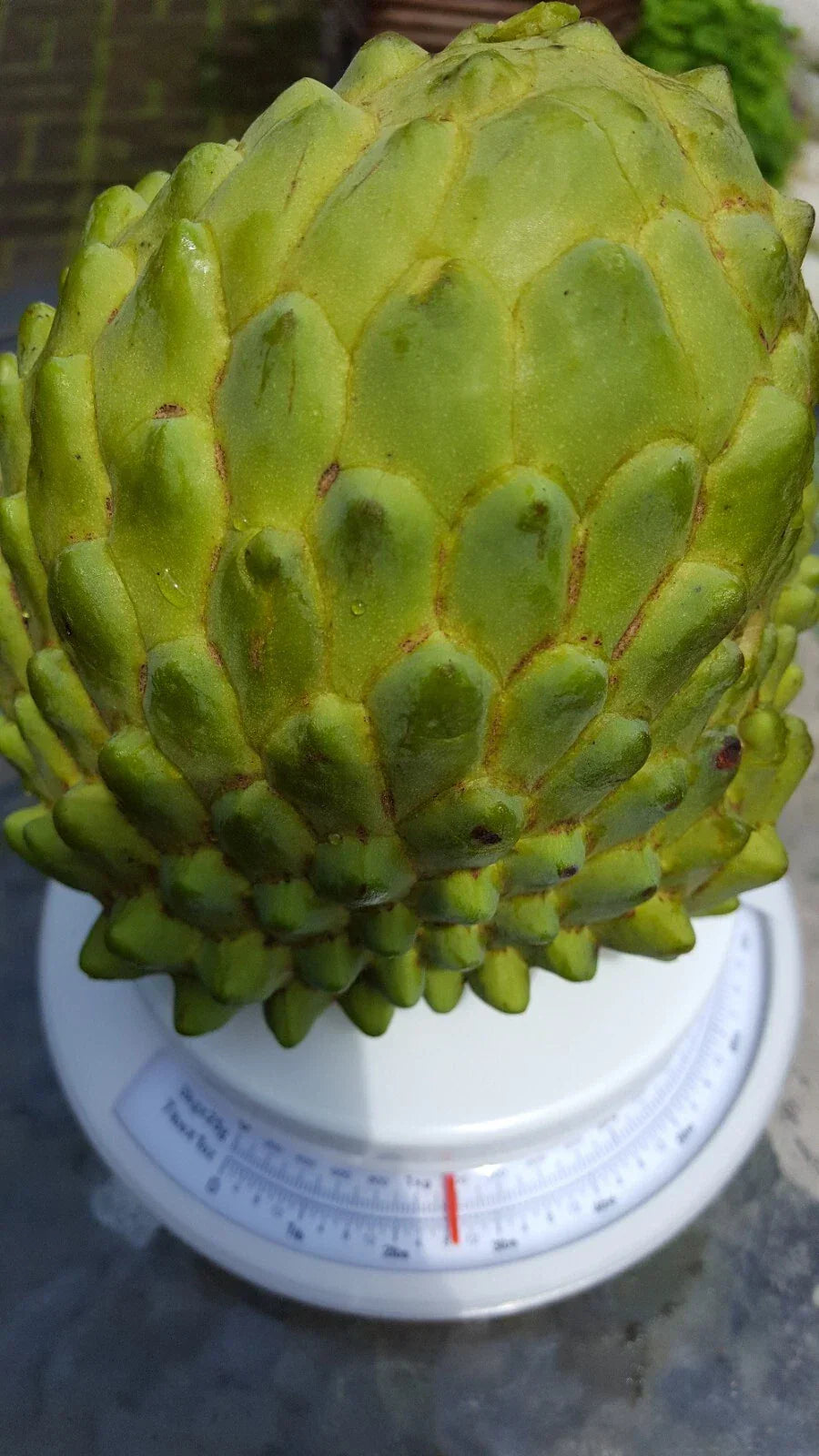 Organic Cherimoya Cuttings 8 Inch Annona cherimola - 10 Pieces, Tropical Fruit Plant, Easy to Grow, Free Shipping