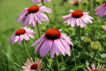 Light Purple Coneflower Seeds - 200+ Echinacea purpurea Perennial Garden Planting, Attracts Pollinators, Full Sun, USA