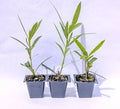 Oleander Live Plants, 2.5" Nursery Cubes, Red Nerium oleander, Jannoch Oleander, Drought-Tolerant Shrubs for Garden