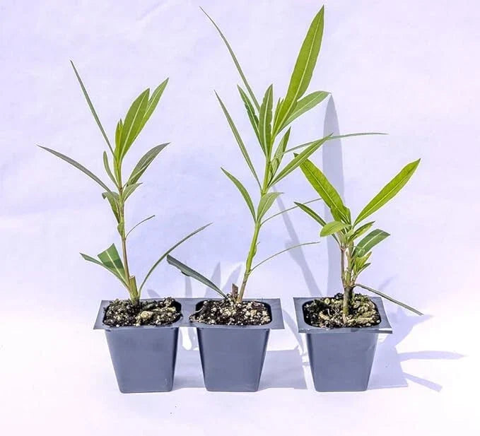 Oleander Live Plants, 2.5" Nursery Cubes, Red Nerium oleander, Jannoch Oleander, Drought-Tolerant Shrubs for Garden