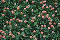 Strawberry Clover Seeds - 250+ Trifolium fragiferum Ground Cover for Lawns & Gardens