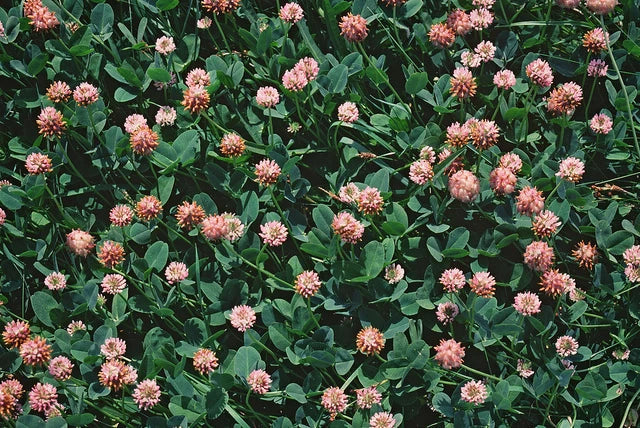 Strawberry Clover Seeds - 250+ Trifolium fragiferum Ground Cover for Lawns & Gardens