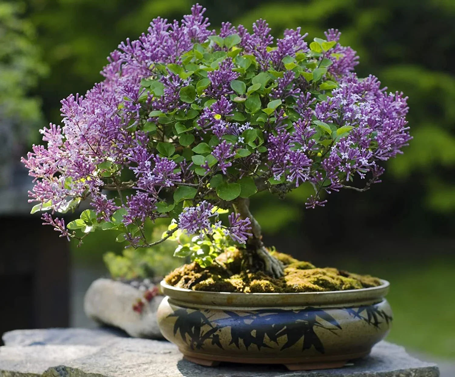 Purple Lilac Bonsai Seeds - 30 Pack Syringa vulgaris for Indoor & Outdoor Gardens