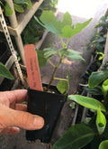 Chicago Hardy Fig Tree Live Plant - Self-Fertile Ficus carica 'Chicago Hardy' - Cold Hardy, Fruiting, Potted Plant