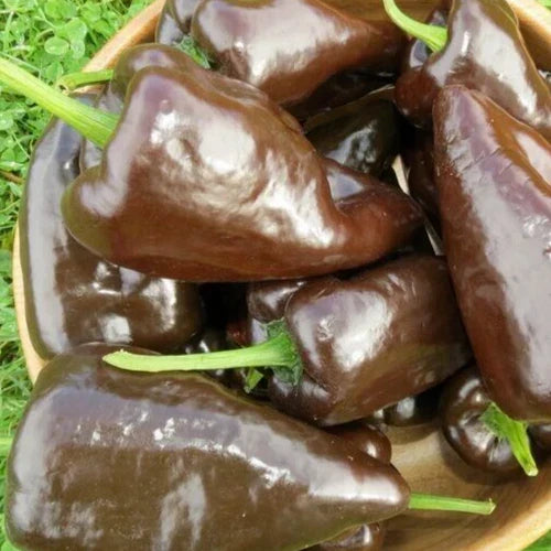 Mulato Isleno Pepper Seeds - Chocolate Poblano Variety, Capsicum annuum, 30+ Seeds, Gourmet Culinary, Full Sun, Easy to Grow