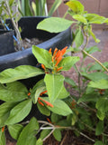 Orange Justicia Mexican Honeysuckle Cuttings - 3 Pack, 4" Justicia spicigera, Bright Orange Flowers, Attracts Pollinators
