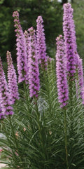 Liatrus Spicata Seeds, Blazing Star Perennial, 50 Pack, Purple Flower Garden Seeds, Native Wildflower Seeds