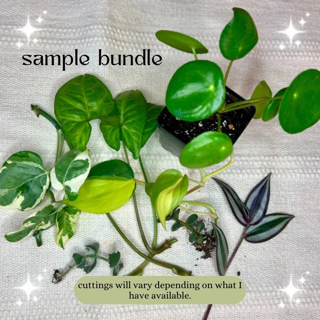 Mystery Plant Cuttings - Pothos N'Joy, Pearls & Jade, Monstera, Variegated Indoor Houseplants for Propagation