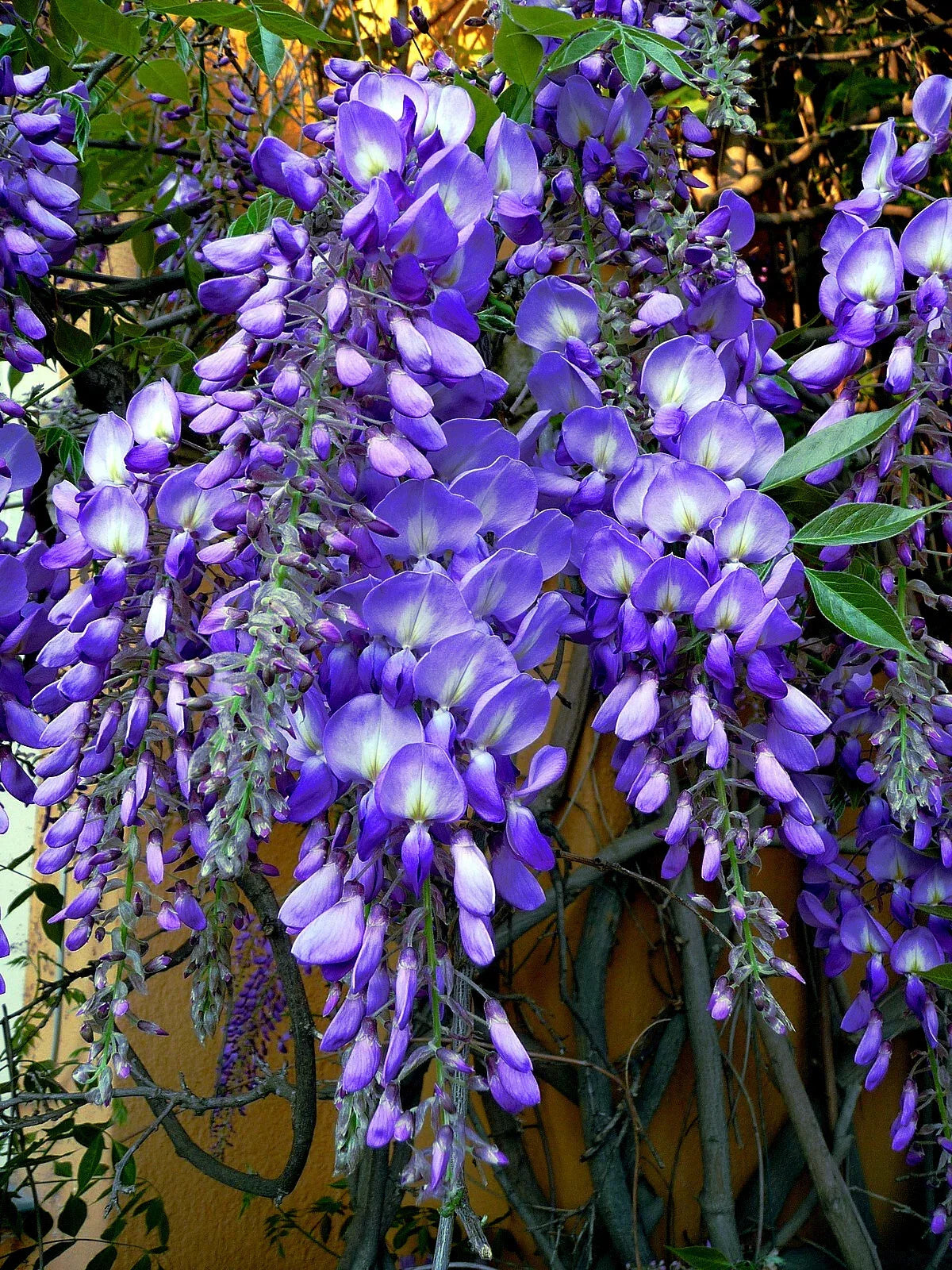 Chinese Blue Wisteria Seeds - 10 Pack, Hardy Flowering Vine, Wisteria sinensis for Bonsai & Garden Climbing Plant