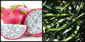 Unrooted 8" Dragon Fruit Cutting - White Flesh Pitahaya Hylocereus Vine for Garden or Indoor Plant