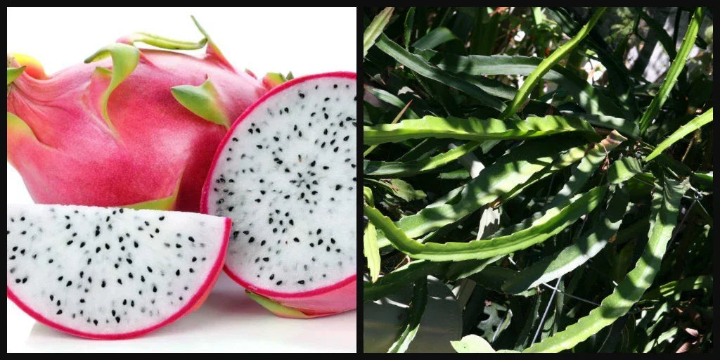 Unrooted 8" Dragon Fruit Cutting - White Flesh Pitahaya Hylocereus Vine for Garden or Indoor Plant