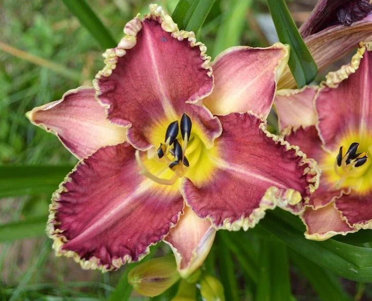 Hemerocallis Sea Dragon Daylily Bareroot Plant – Perennial Flower with Yellow and Purple Blooms