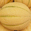 Iroquois Melon Seeds - Non-GMO Heirloom Citrullus lanatus for Garden, Fresh Fruit, Sweet, Juicy, Full Sun, Organic Soil