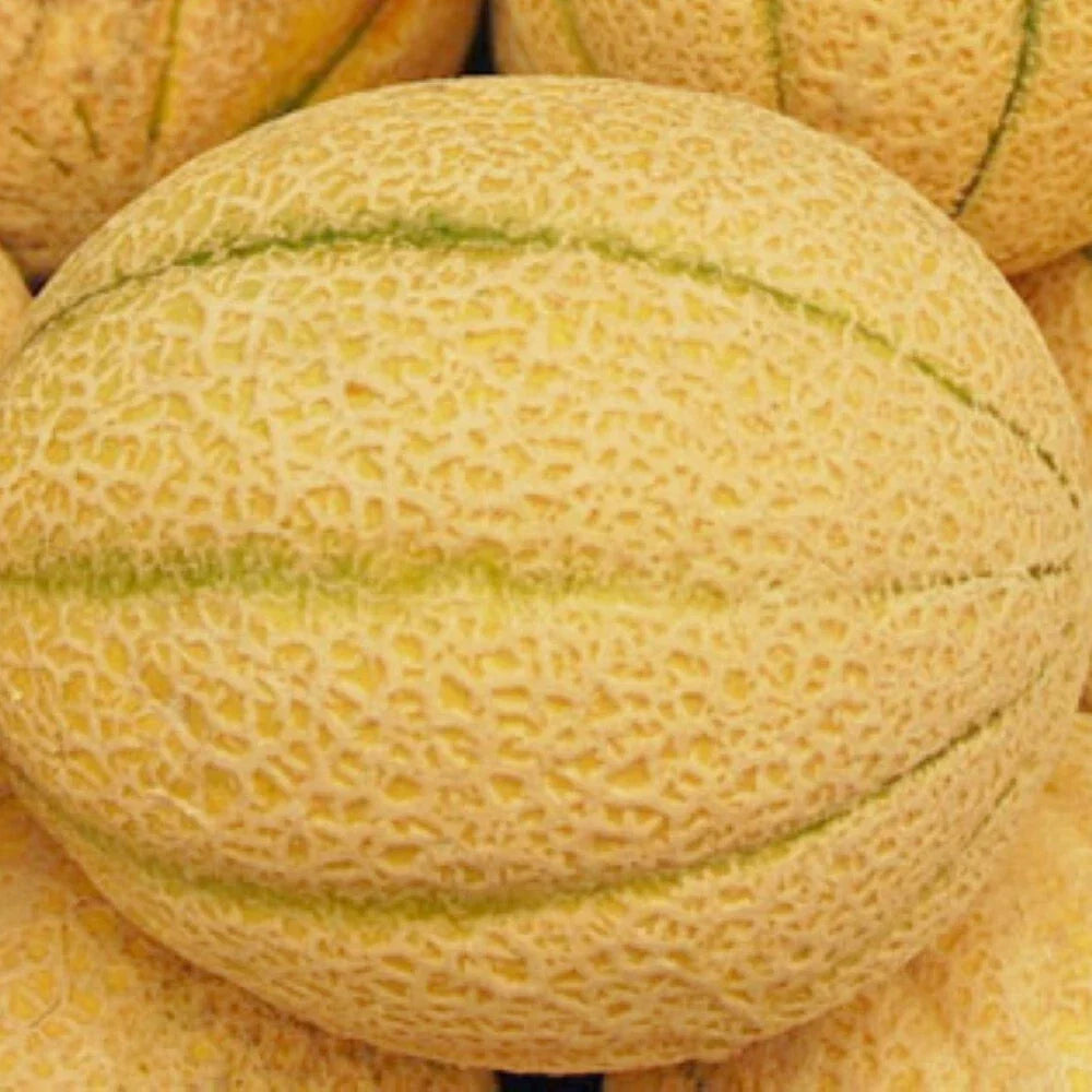 Iroquois Melon Seeds - Non-GMO Heirloom Citrullus lanatus for Garden, Fresh Fruit, Sweet, Juicy, Full Sun, Organic Soil