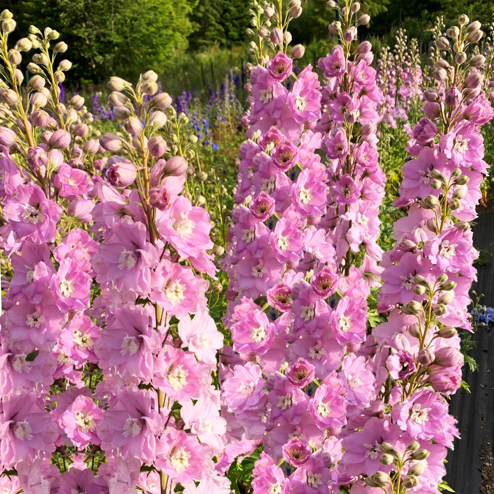 Pink Queen Rocket Larkspur Seeds - Light Pink Pastel Flowers - Delphinium ajacis - 2025 Planting Packet