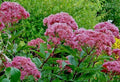 Joe Pye Weed Seeds Bulk Pack 1001 Eupatorium purpureum Tall Wildflower for Pollinators