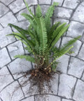 Boston Sword Ferns Bundle – 12 Live Bare Root Plants for Air Purification – Nephrolepis exaltata Indoor Ferns