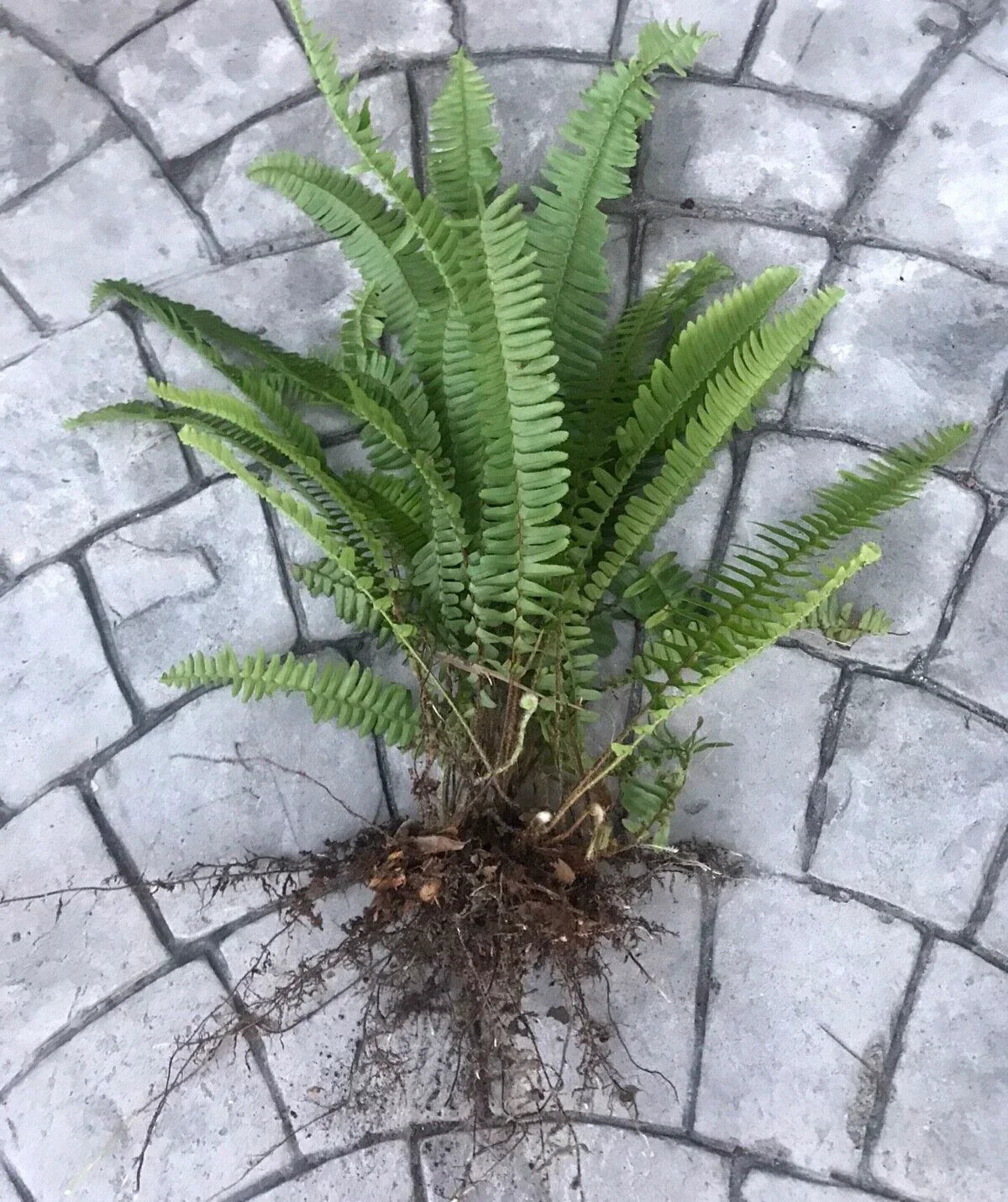 Boston Sword Ferns Bundle – 12 Live Bare Root Plants for Air Purification – Nephrolepis exaltata Indoor Ferns