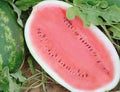 Non-GMO Watermelon Seeds, Heirloom Citrullus lanatus, Sweet Fruit for Home Gardening, 25 Pack