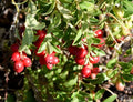 American Cranberry Bush Seeds - 100 Pack, Vaccinium macrocarpon, Bushy Growth, Edible Berries, Native Plant for Garden & Landscaping