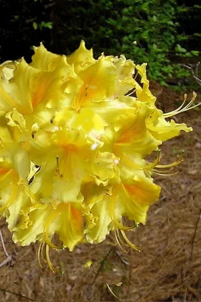 Aromi Azalea Starter Plant - Lemonade Variety - Rhododendron deciduous shrub in 4-inch pot
